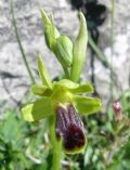 Ophrys funerea